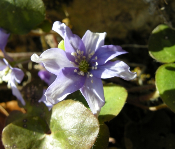 Hepatica nobilis / Erba trinit